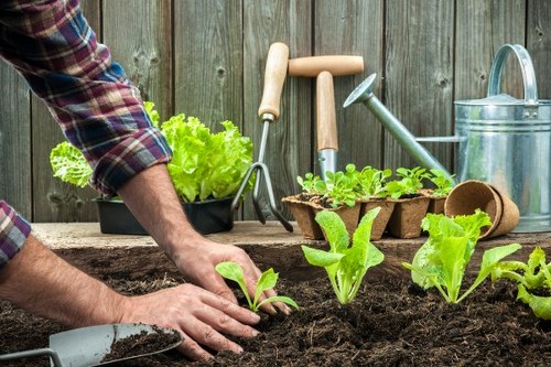 Horticulturist working on hedge trimming in a garden