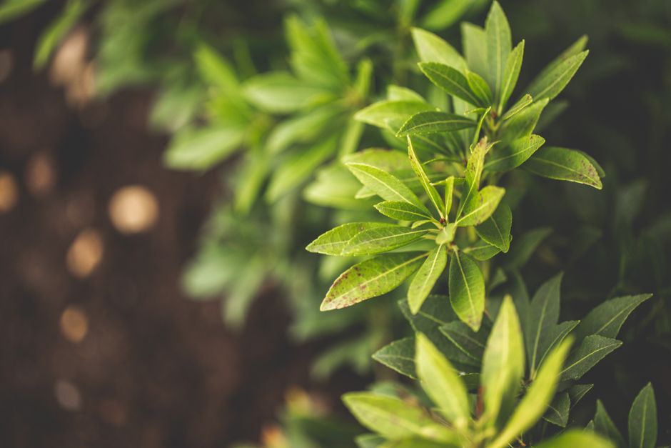 Close-up view of a lush garden shrub with vibrant green, elongated leaves with smooth edges and prominent veins. The plant is situated in well-maintained soil, which appears moist and dark, indicating